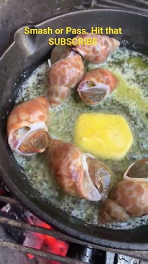 Have you ever tried a whelk?