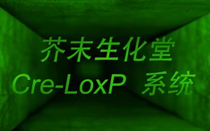 Cre-loxP系统