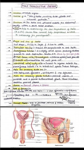 the male reproductive system class 12 biology handwritten notes | male reproductive system