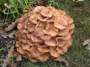 Armillaria - Alchetron, The Free Social Encyclopedia