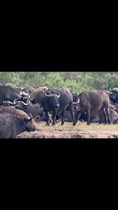 Buffalo being milked violently | Travel adventure and tours