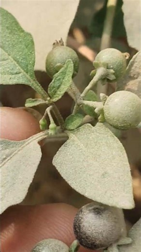 Kaali Makoi Plant in My Garden | Solanum nigrum | खेतों की खुशबू