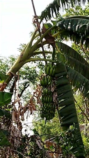 mai tere ishq me mar na jaau kahi #song #song #shekharravjiani #titlesong #sheykharravjiani #