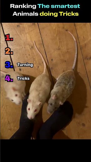 Ranking the Smartest Animals Doing Tricks 🤯🐾 | Genius Pets Competition!