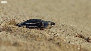 2.3M views · 46K reactions | 'Good luck, little leatherback' - Sir David Attenborough  #BluePlanet2 | BBC Earth | Facebook