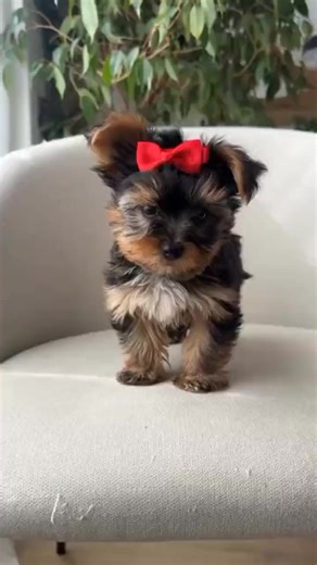 20K views · 917 reactions | So Cute Tiny Yorkie Puppy ....  #yorkie #yorkshireterrier #yorkiepuppies #yorkielove #yorkieoftheday #yorkiepuppy #yorkielife #yorkieoftheday #yorkielovers #yorkies # | I Love Yorkshire Terrier | Facebook