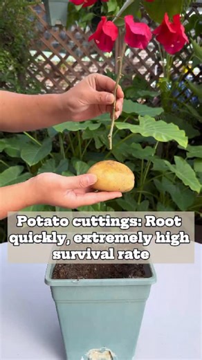 Oldgarden Official on Instagram: "Potato cuttings: root quickly, extremely high survival rate #garden #gardencare #gardening #gardenlover #gardentips #greengarden #tipsforgarden"