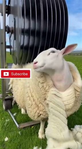 "Amazing Sheep Shearing in Action! 🐑✨ 3