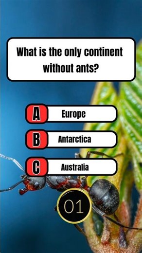 Which Continent Has No Ants? 🐜❄️ | Geography Quiz #shorts