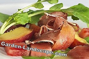 Lifestyle: Recipe: Rocket Salad With Watermelon - My Beautiful Garden | 2025