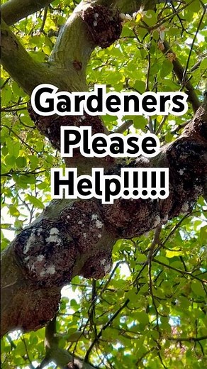 First Aid For My Apple Tree #appletree #firstaid #gardening