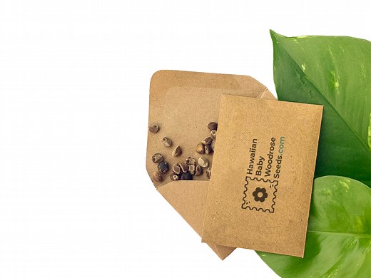 Hawaiian Baby Woodrose / Argyreia nervosa / LSA - Organic LSA Seeds