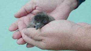 32K views · 1.1K reactions | Exciting news! We have two healthy little blue penguin chicks at the Bronx Zoo. Here’s a video from their first week of life. If you remember, our colony recently doubled in size and these chicks are an important indicator that the two groups of birds of integrated. We're going to keep giving you updates on the two newcomers, but to see the story in more detail be sure to follow us on Instagram. https://bit.ly/2UEceR7 | Bronx Zoo | Facebook
