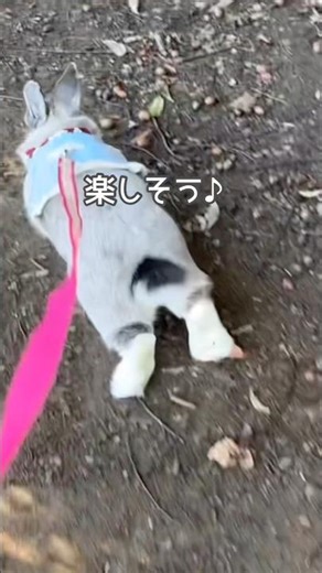 うさぎのお散歩2月ぽかぽか日和#shorts #うさぎ #rabbit #モモちゃん #おさんぽ