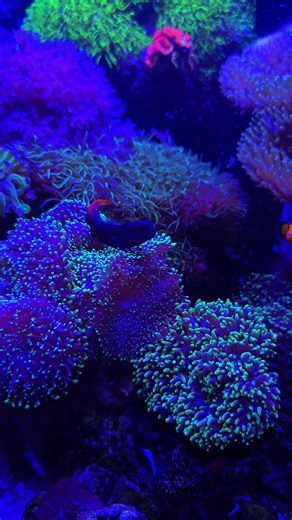 Ecsenius Bicolor Blenny in meinem Dupla-Marin Ocean Cube