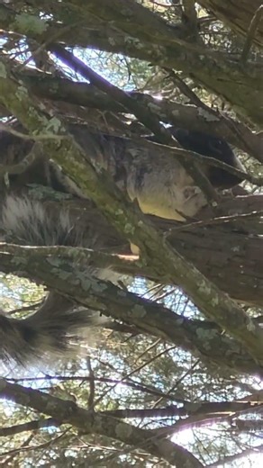 Can you see the Big Fox Squirrel?