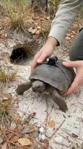 I mouted a camera on a gopher tortoise ..into its massive underground City 🐢😱