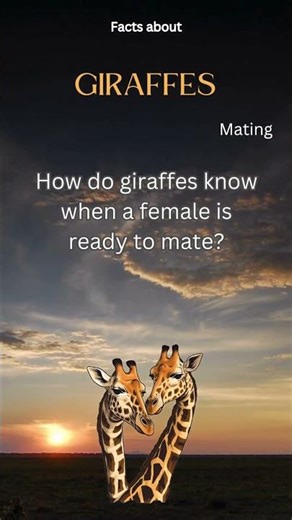 Giraffe Fact 48 - How do giraffes know when a female is ready to mate?