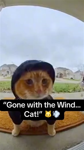 Gone With the wind…..Cat!🐱💨. #YouTubeShorts #catcomedy #CatFlying #FunnyCats #Kitten