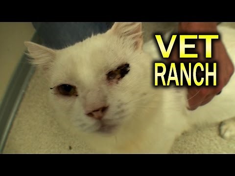 Enucleation Surgery in a Cat (Graphic Eye Removal)