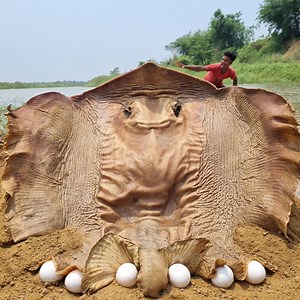 17M views · 78K reactions | Amazing hand fishing video river dry place deep underground big monster stuck 31 kg fish catching video 2024 #fish #video | Only Fishing | Facebook