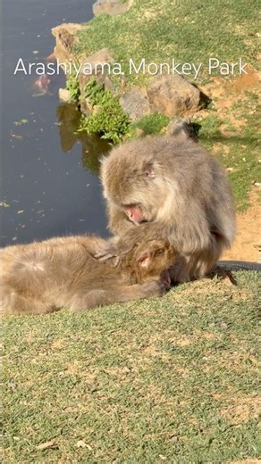 🇯🇵Arashiyama Monkey Park #kyoto #japan #wildlife #monkey #sanctuary #animals #nature #forest