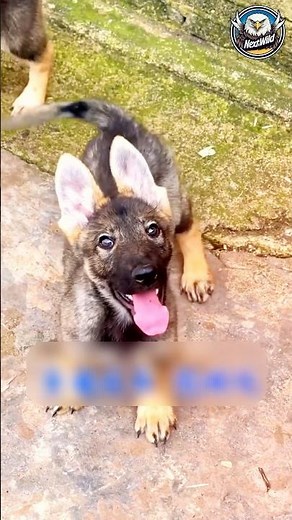 From Weak to Warrior: Insane Dog Transformation! 🐺🔥