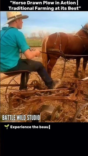"Horse Drawn Plow in Action | Traditional Farming at its Best"