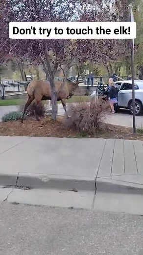 This woman almost got attacked by this huge bull elk. #elk #bullelk #elkattack #closecall #elkaddicts #estesparkcolorado #estespark #colorado #coloradowildlife #foryou | Colorado Adventures