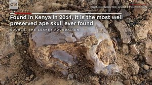 What can 13-million-year-old remains reveal? Researchers say the ancient fossil found in Kenya is the most well preserved ape skull ever discovered http://cnn.it/2vTtW8P | CNN