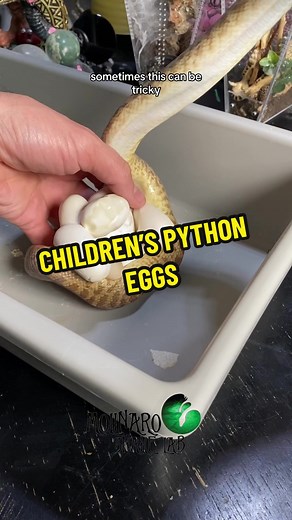 Exploring Children's Pythons: Amazing Egg Hatching