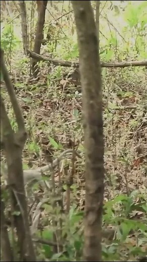 Life of Baboons: The Brave Monkey