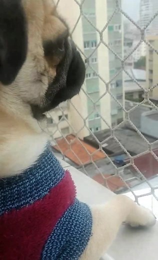 O curioso da janela 👀 #pug #pugs #puglife #puglove #puglover #pet #dog #janela #window #humor #humorchallenge