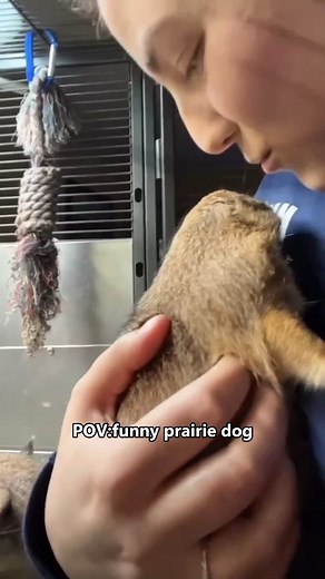 Prairie Dog Funny Clip — This Prairie Dog Has Exactly One Brain Cell