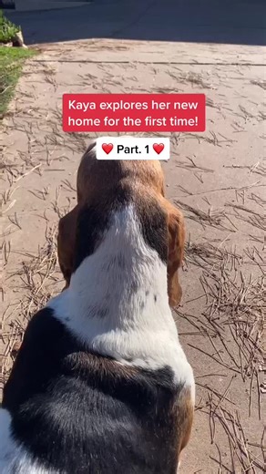 Our New Home for Our Little Basset Hound Puppy