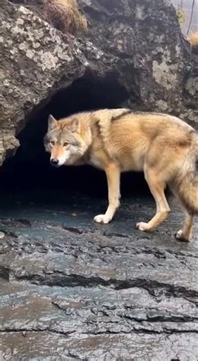 Wolf vs Badger: Wild Encounter in Cave! #AnimalShowdown #WildlifeDrama #NatureThrill