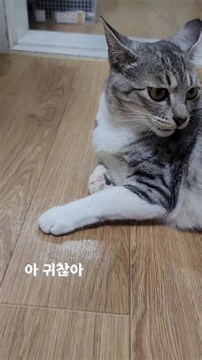 귀찮게 집사가 자꾸 사진을 찍는다 #고양이 #깜이 #사랑해 #길냥이 #귀쫑긋