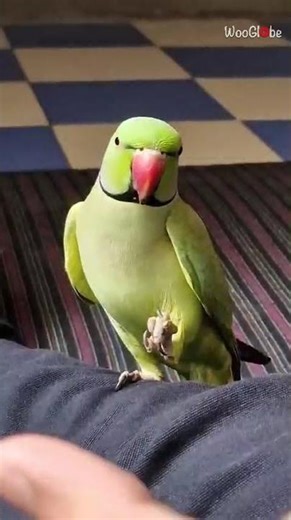 Parrot Copying Moves: Amazing Imitation Skills Revealed! || WooGlobe