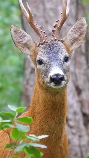 Immerse in Nature's Wonderful Sounds