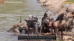 2.2M views · 23K reactions | WILD DOGS & HYENAS FIGHT OVER FOOD! Food is scarce, right? In the kingdom of the hyenas & wild dogs, there is stiff competition for food. They have to fight tooth and nail for every pound of flesh. Nothing comes easy in life, you know! Watch the full video on SWAG - Wildlife Moments (YouTube). | Marapa Publications | Facebook