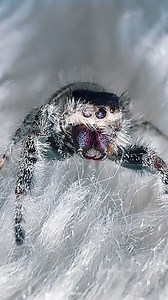 60K views · 2.5K reactions | Look at the spiders chelicerae  the...