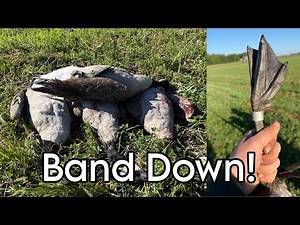MN Early Season Goose Hunt (BAND DOWN)