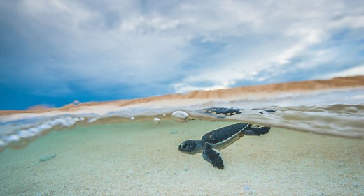 Raine Island Recovery Project