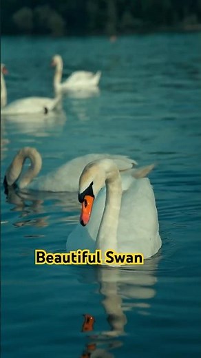 "Beautiful Swan Facts in 30 Seconds! 🦢 | ZooQuick"