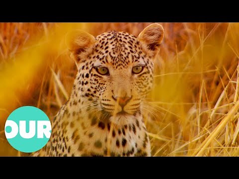 Nambia's Scorching Plains: Home To The Reclusive Leopard | Our World