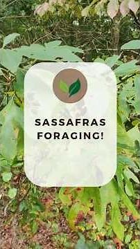 Sassafras Foraging!