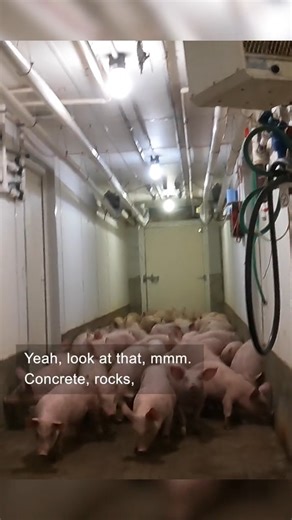 Grow big and strong #farming #agriculture #morningroutine | This’ll Do Farm