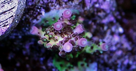 PC Rainbow Acro Care, Placement, and Lighting - Reef Keeping World