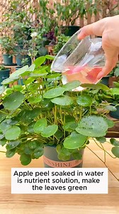 87K views · 962 reactions | Three must-know plant care tips #gardening #garden #gardeningtips #gardenlife #gardeninspiration #gardenideas #gardenlove #gardendesign #gardenersofinstagram #gardenersworld #garden_styles #gardenphotography #gardenlovers #gardenerslife #gardenart #gardenbeauty #gardensofinstagram #gardenplants #gardenviews #gardenersparadise #gardenista #gardeningcommunity #gardenloversclub #gardenaddict #gardeners #gardenerslife | Gardening Ideas | Facebook