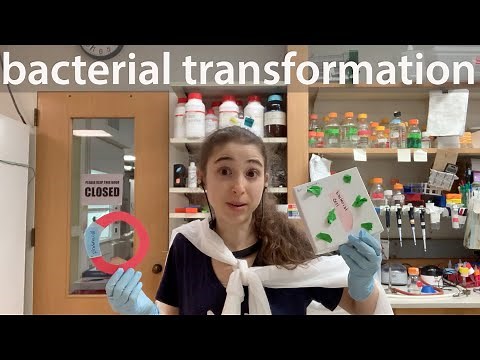 Bacterial transformation - heat shock with chemically competent cells